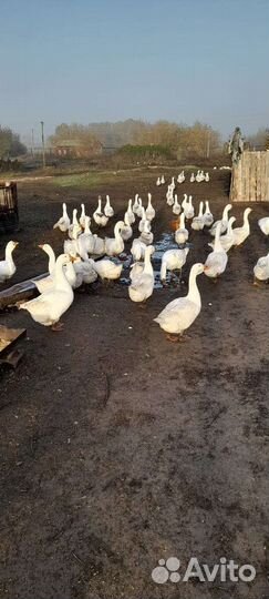 Дамашние гуси