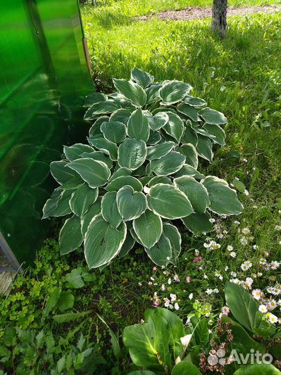 Продам хосты