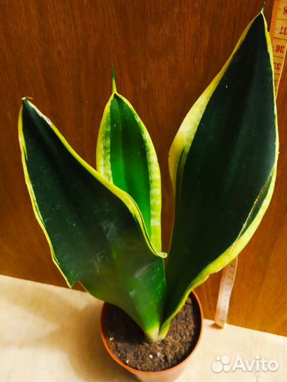 Нолина Бокарнея