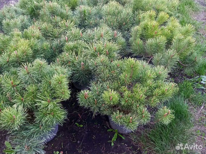 Сосна горная Мугус