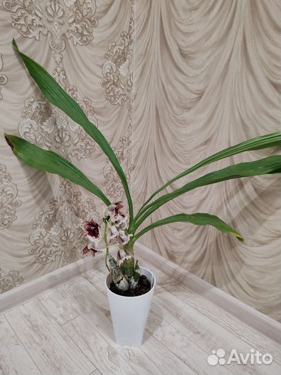 Орхидея морковка clowesetum Penang Waltz