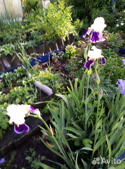 Садовые цветы и растения