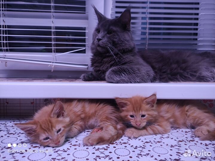 Котик мейн-кун