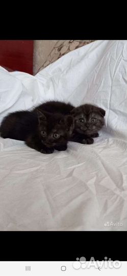 Шотландские котята