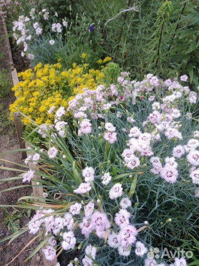 Гвоздика перистая многолетняя