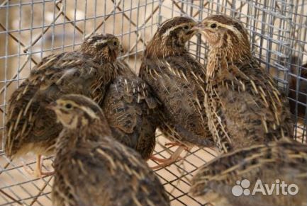 Перепелки несушки, мясо,яйцо