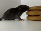 Крысята Дамбо объявление продам