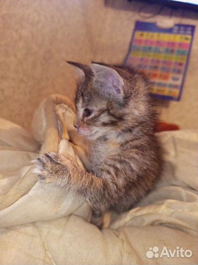 Кошка в дар бесплатно