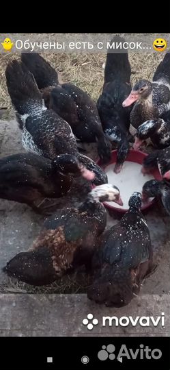 Мускусные утки Селезни 1500 уточки 1000