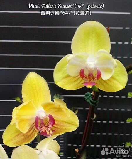 Фаленопсисы