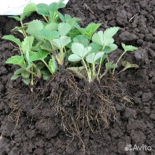 Рассада клубники