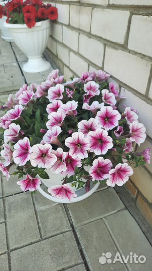 Рассада петунии