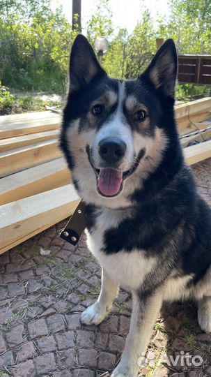 Сибирский хаски