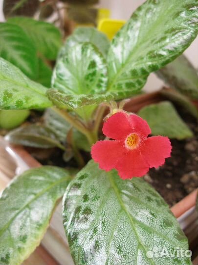 Эписции 3 вида