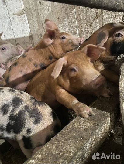 Поросята