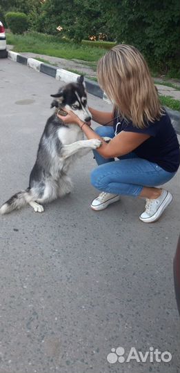 Собака хаски даром в хорошую ответственую семью