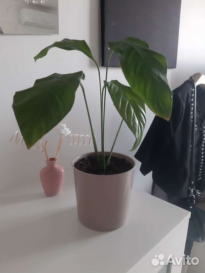 Спатифиллум