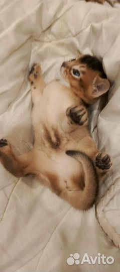 Абиссинский котенок