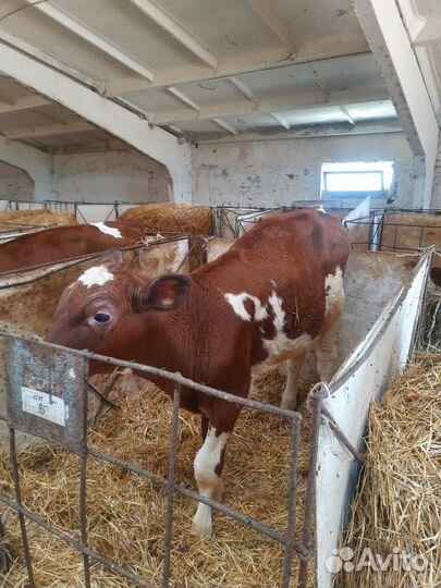 Бычки и тёлочки разные