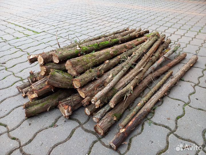 Стволы можжевельника