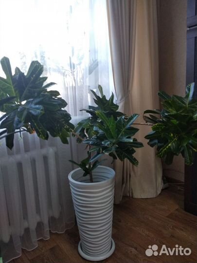 Кротон