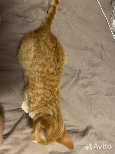 Кошечка в добрые руки