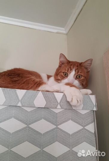 Котики в добрые руки