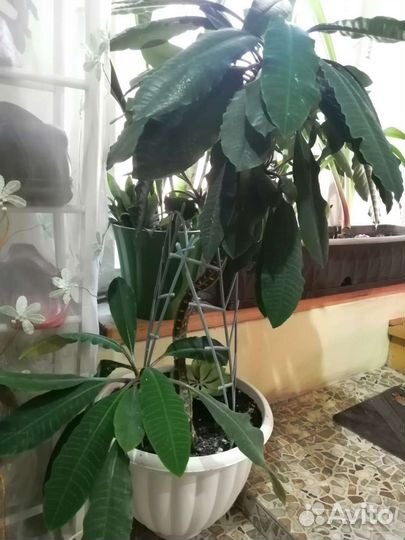 Молочай миля