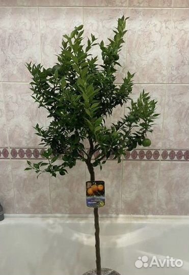 Чинотто цитрус