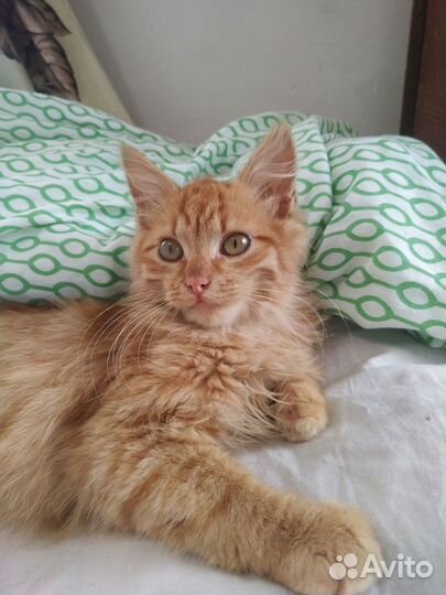 Рыжий котенок мальчик