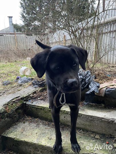 Собака в добрые руки