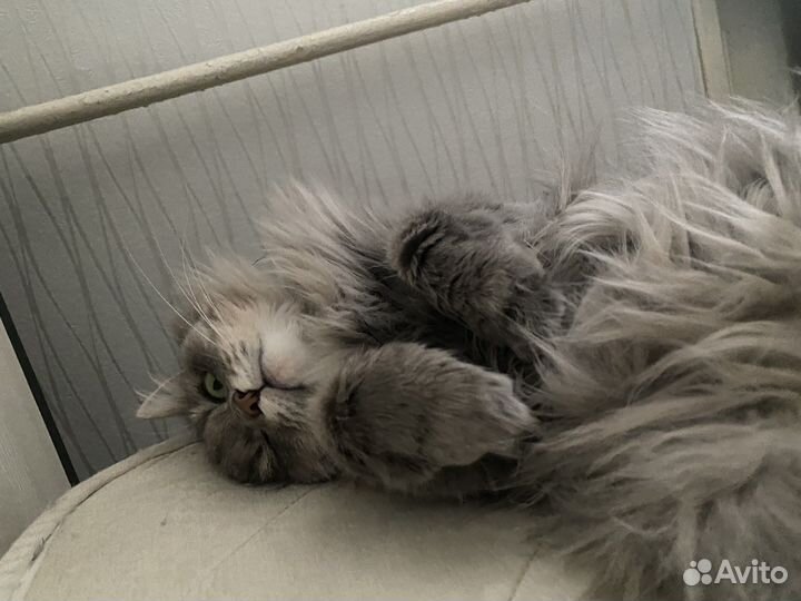 Вязка кошка