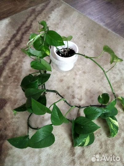 Сциндапсус