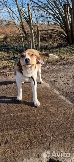 Девочка собачка