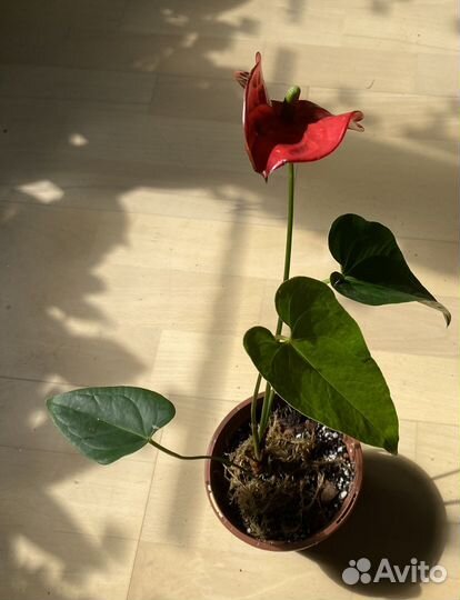 Антуриум,Эпипремнум, сциндапсус, потос