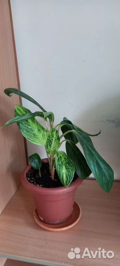 Диффенбахия