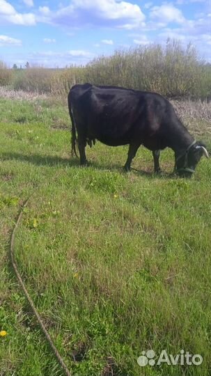 Корова дойная