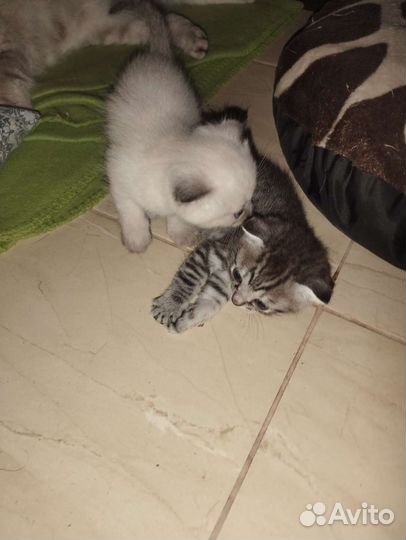 Отдам котят