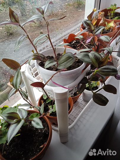 Традесканция