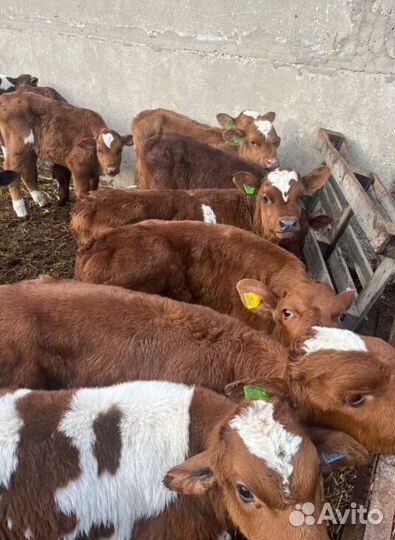 Здоровые телята бычки с доставкой до дома