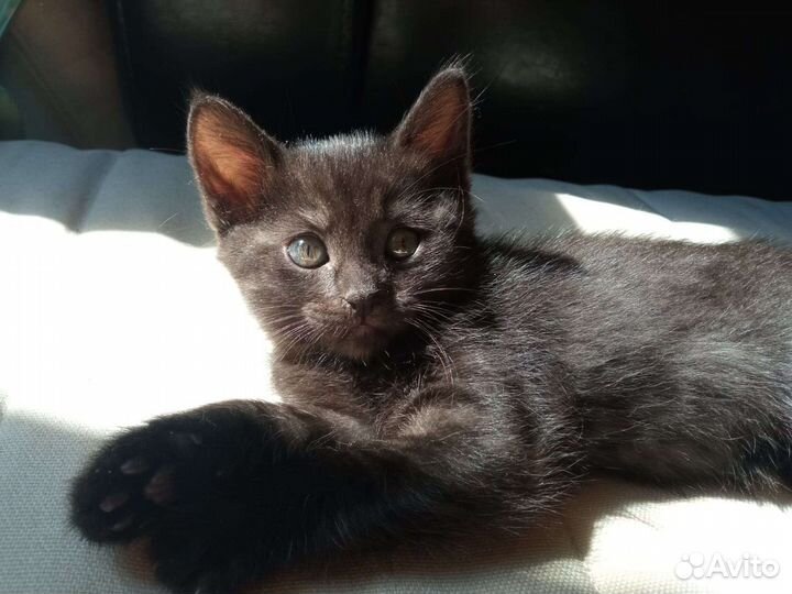 Котята только в добрые руки