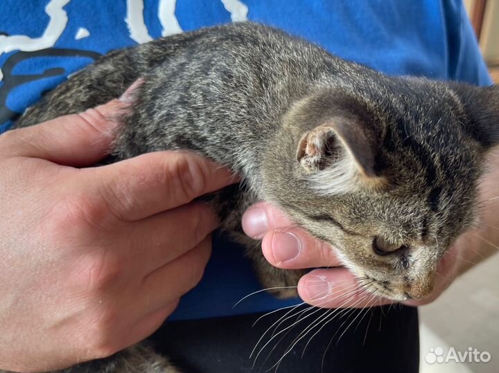 Котята крысоловы