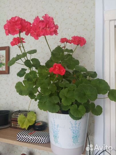 Герань пеларгония