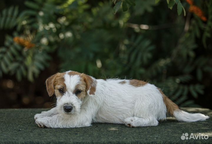 Щенки Джек Рассел терьер. Вязка
