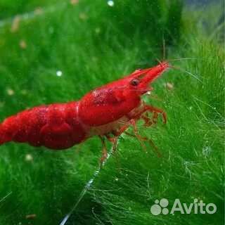 Креветки неокаридины сакура