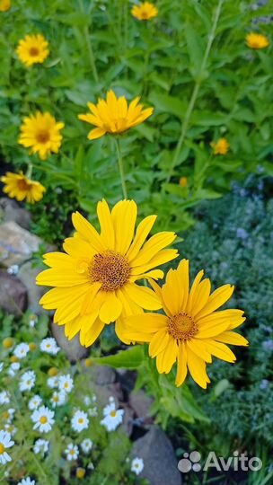 Гелиопсис многолетний