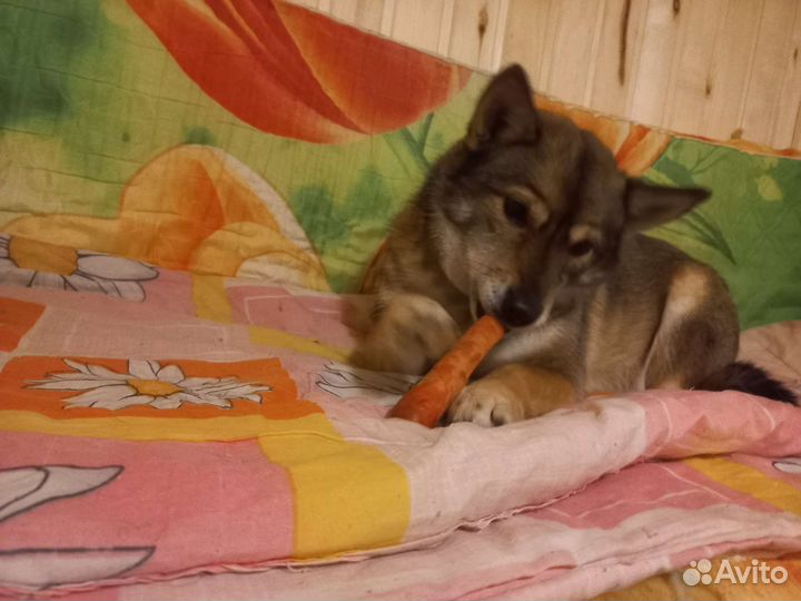 Коротколапик