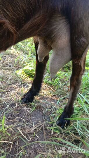 Козел англо нуб 91.козы дойные,нубийские козлята