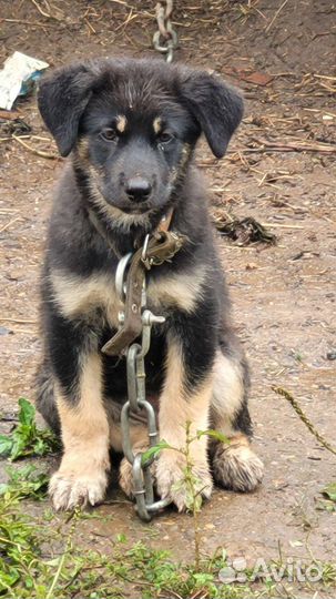 Щенки бесплатно