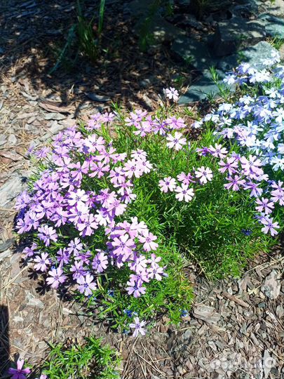 Флоксы шиловидные(разные цвета)